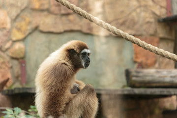 Langur monkey in the aviary of the zoo. Langur is a long-tailed arboreal Asian monkey.