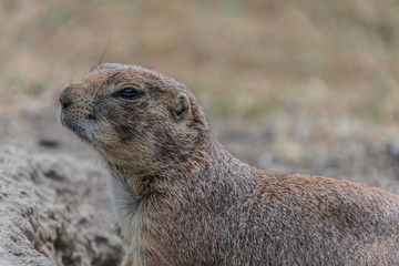 Fototapeta premium Tierpark Wismar