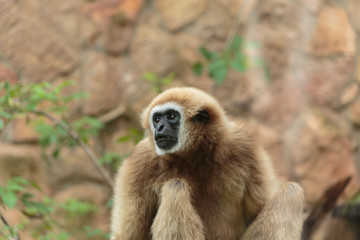Langur monkey in the aviary of the zoo. Langur is a long-tailed arboreal Asian monkey.