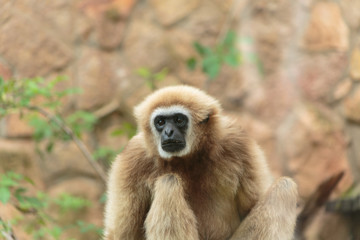 Obraz premium Langur monkey in the aviary of the zoo. Langur is a long-tailed arboreal Asian monkey.