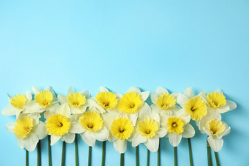 Flat lay composition with daffodils and space for text on color background. Fresh spring flowers