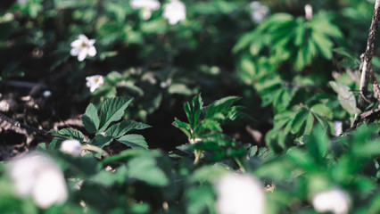 Rural forest full of snowdrop flowers. Nature with extremely blurred background. Soft filter effect. Fresh seasonal background. Ecology concept.  Spring time.