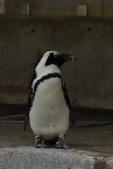 Naklejka premium gentoo penguin