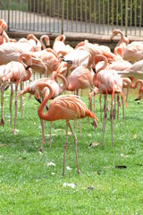 group of pink flamingos