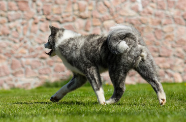 Japanese Akita dog