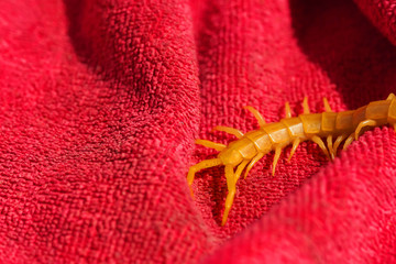 Scolopendra on a pink towel. Insects in southern Kazakhstan. Poison centipedes dangerous to humans.