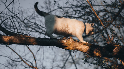 White Cat walking on tree at evening Sunset in Spring, summer, autumn. Beauty of nature. 