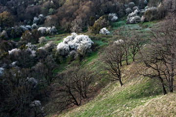 Fototapeta na wymiar Flowering trees in the spring valley.