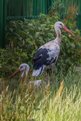 Tierpark Wismar