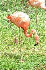 flamingo in zoo