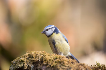 Obraz premium Primo piano di una Cinciarella (Cyanistes caeruleus)