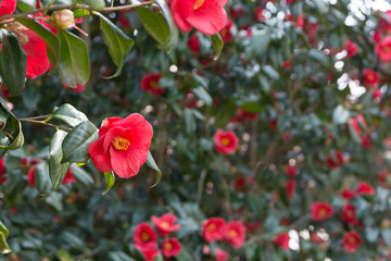 Obraz premium 花咲く椿の木