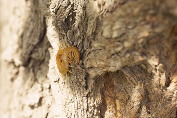 Scolopendra on a tree in the most recent habitat. Insects in southern Kazakhstan. Poison centipedes...