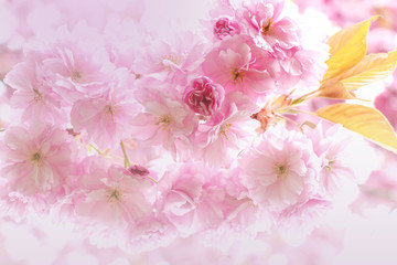 Fototapeta na wymiar Background of beautiful sakura pink flowers in spring season