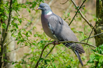 A pigeon sits on a tree branch