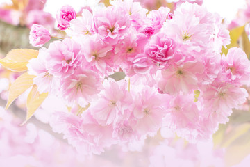 close up of beautiful sakura pink flowers in spring season