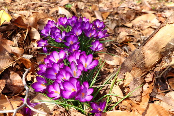 spring crocus flowers