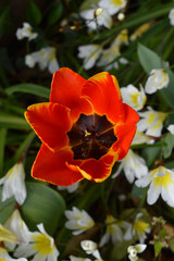 Close-up of a Colorful Tulip, Nature, Macro