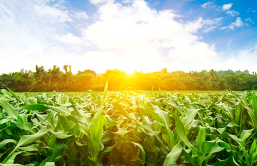 Corn on the mountain.sunrise over the corn field.See the sunrise in the middle