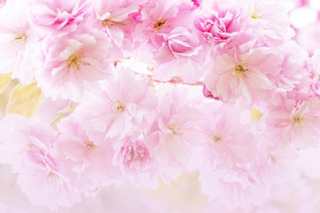 Close up of beautiful blossom Sakura pink flowers isolated blurred background. 