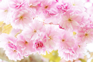 Close up of beautiful blossom Sakura pink flowers isolated background. 