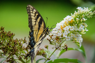 Butterfly on Flower