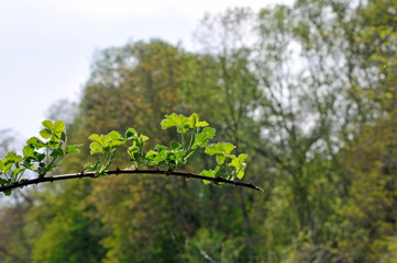 junge triebe im appelbachtal bei wöllstein