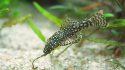 Aquarium spotted catfish Ancistrus feeding sucks on algae