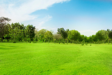 Green trees and gardens Beautiful light in the morning