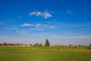 campo verde