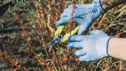 Gardener cuts dry branches of tree with pruning shears. Pruning bushes. Cutting Branches at spring. Close up hand of person taking care of Spirea japonica. Gardening on farm in autumn or spring
