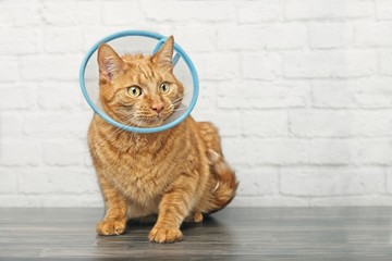 Fototapeta premium Sick red cat with a pet cone sitting in front of a brick wall and looking sideways.