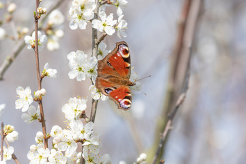 A Peacock Butterfly on a Blossom Tree