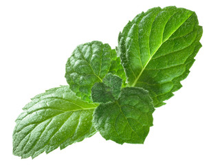 Peppermint mint m. piperita leaves, paths