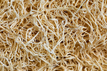 loofah texture. loofah it is use for body scrub.