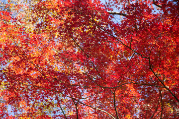 東京 紅葉 六義園