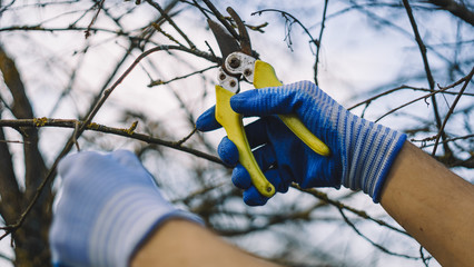 Gardener cuts dry branches of trees with pruning shears. Seasonal work in garden. Pruning bushes....