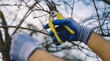 Gardener cuts dry branches of trees with pruning shears. Seasonal work in garden. Pruning bushes. Cutting Branches at autumn, spring. Close up hand of person holding scissors, secateur.