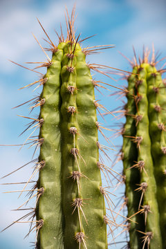 giant cactus plant
