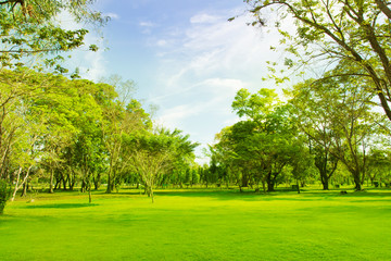 blured photo Green trees and gardens Beautiful light in the morning