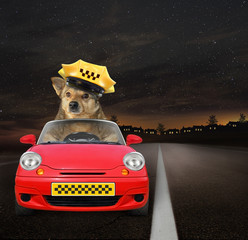 The dog taxi driver in a yellow cap is in a red car at work on the highway at night.