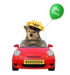 The dog taxi driver in a cap is in a red car with a green balloon. No limits.