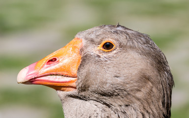 Close Up Portrait Old Greylag Goose