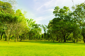 Blurred photo Beautiful meadow in the park with morning sky.