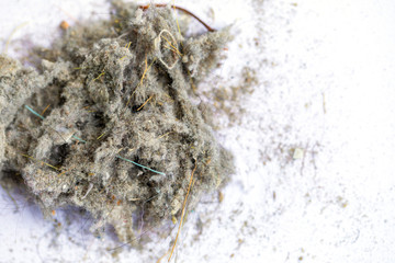 Dust and hair scraps inside the house