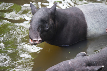 Close up head shot of Wild tapir swimming in the river 