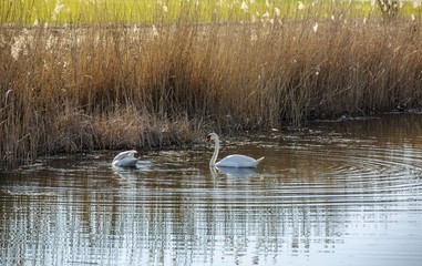 Beautiful view on the little lake with birds on spring day.  Gorgeous nature backgrounds. 