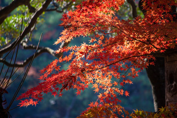 東京 紅葉 六義園