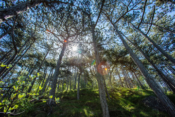 Naklejka premium sun rays in green forest