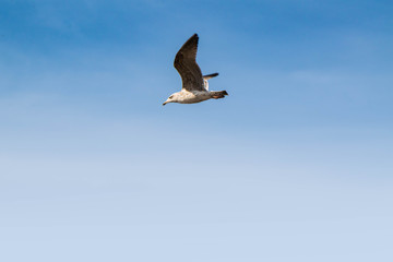 A seagull with the blue sky
